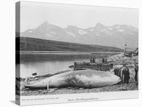 Beached Whale at Hvalfanger Station Norway-null-Stretched Canvas