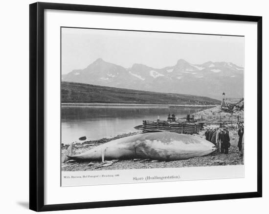 Beached Whale at Hvalfanger Station Norway-null-Framed Photographic Print