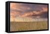 Beachgrass Sunrise-Michael Blanchette Photography-Framed Stretched Canvas