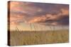 Beachgrass Sunrise-Michael Blanchette Photography-Stretched Canvas
