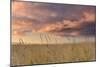 Beachgrass Sunrise-Michael Blanchette Photography-Mounted Photographic Print