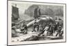 Beaching a Whale at Beer, South Devon, 1876, UK-null-Mounted Giclee Print