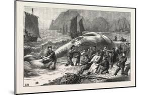 Beaching a Whale at Beer, South Devon, 1876, UK-null-Mounted Giclee Print