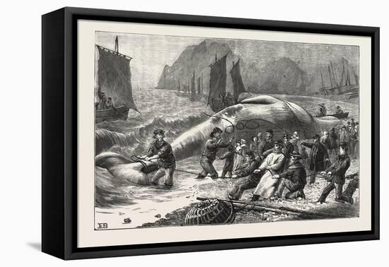 Beaching a Whale at Beer, South Devon, 1876, UK-null-Framed Stretched Canvas