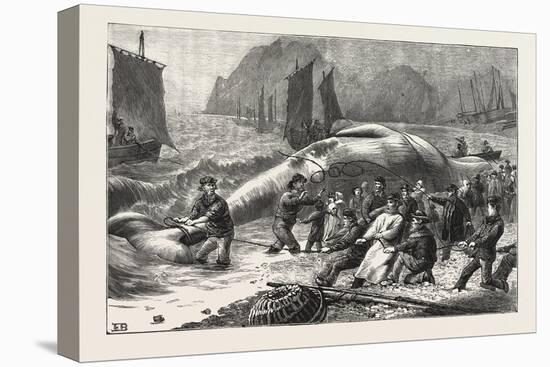 Beaching a Whale at Beer, South Devon, 1876, UK-null-Stretched Canvas