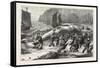 Beaching a Whale at Beer, South Devon, 1876, UK-null-Framed Stretched Canvas