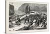 Beaching a Whale at Beer, South Devon, 1876, UK-null-Stretched Canvas