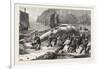 Beaching a Whale at Beer, South Devon, 1876, UK-null-Framed Giclee Print