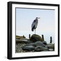 Beachscape Heron I-James McLoughlin-Framed Photographic Print