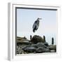 Beachscape Heron I-James McLoughlin-Framed Photographic Print