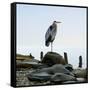 Beachscape Heron I-James McLoughlin-Framed Stretched Canvas