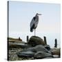 Beachscape Heron I-James McLoughlin-Stretched Canvas