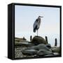 Beachscape Heron I-James McLoughlin-Framed Stretched Canvas