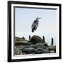 Beachscape Heron I-James McLoughlin-Framed Photographic Print