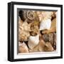 Beachside Shells-Boyce Watt-Framed Giclee Print