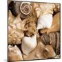 Beachside Shells-Boyce Watt-Mounted Giclee Print