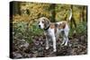 Beagle 05-Bob Langrish-Stretched Canvas