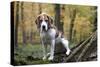 Beagle 09-Bob Langrish-Stretched Canvas