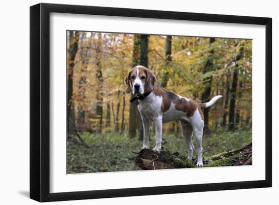 Beagle 11-Bob Langrish-Framed Photographic Print