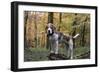 Beagle 11-Bob Langrish-Framed Photographic Print