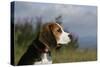 Beagle 66-Bob Langrish-Stretched Canvas