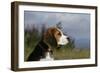 Beagle 66-Bob Langrish-Framed Photographic Print