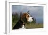 Beagle 66-Bob Langrish-Framed Photographic Print