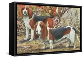 Beagle and Basset Hound-null-Framed Stretched Canvas