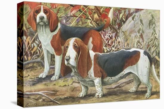 Beagle and Basset Hound-null-Stretched Canvas