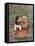 Beagle and Golden Retriever-Judy Mastrangelo-Framed Stretched Canvas