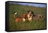 Beagle and Shepherd Standing in Meadow-DLILLC-Framed Stretched Canvas