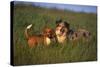 Beagle and Shepherd Standing in Meadow-DLILLC-Stretched Canvas