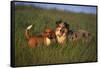 Beagle and Shepherd Standing in Meadow-DLILLC-Framed Stretched Canvas