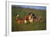 Beagle and Shepherd Standing in Meadow-DLILLC-Framed Photographic Print