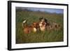 Beagle and Shepherd Standing in Meadow-DLILLC-Framed Photographic Print