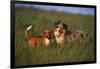 Beagle and Shepherd Standing in Meadow-DLILLC-Framed Photographic Print