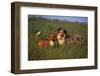 Beagle and Shepherd Standing in Meadow-DLILLC-Framed Photographic Print