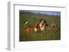 Beagle and Shepherd Standing in Meadow-DLILLC-Framed Photographic Print