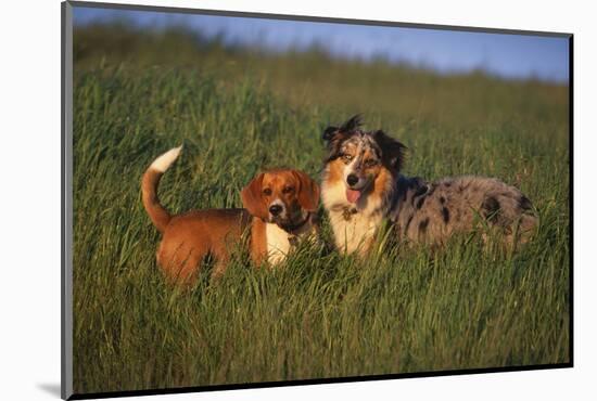 Beagle and Shepherd Standing in Meadow-DLILLC-Mounted Photographic Print