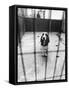 Beagle at Battersea Dog's Home-null-Framed Stretched Canvas