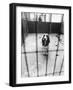 Beagle at Battersea Dog's Home-null-Framed Photographic Print