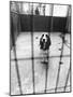 Beagle at Battersea Dog's Home-null-Mounted Photographic Print