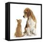 Beagle Dog, Bruce, with Ginger Kitten, Tom-Mark Taylor-Framed Stretched Canvas