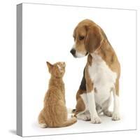 Beagle Dog, Bruce, with Ginger Kitten, Tom-Mark Taylor-Stretched Canvas