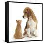 Beagle Dog, Bruce, with Ginger Kitten, Tom-Mark Taylor-Framed Stretched Canvas