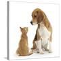 Beagle Dog, Bruce, with Ginger Kitten, Tom-Mark Taylor-Stretched Canvas