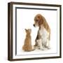 Beagle Dog, Bruce, with Ginger Kitten, Tom-Mark Taylor-Framed Premium Photographic Print