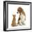 Beagle Dog, Bruce, with Ginger Kitten, Tom-Mark Taylor-Framed Premium Photographic Print