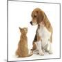 Beagle Dog, Bruce, with Ginger Kitten, Tom-Mark Taylor-Mounted Premium Photographic Print
