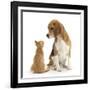 Beagle Dog, Bruce, with Ginger Kitten, Tom-Mark Taylor-Framed Photographic Print